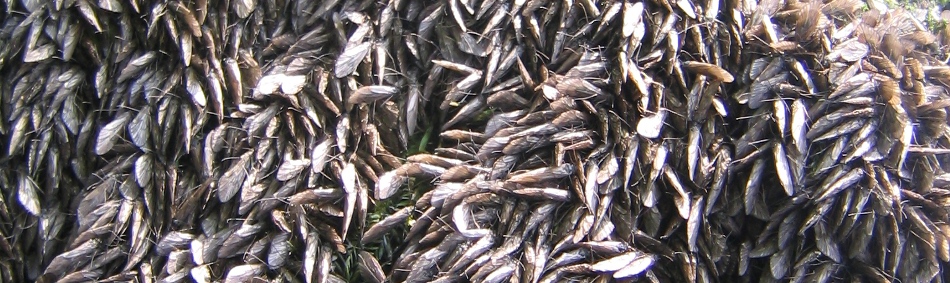 peche a la mouche