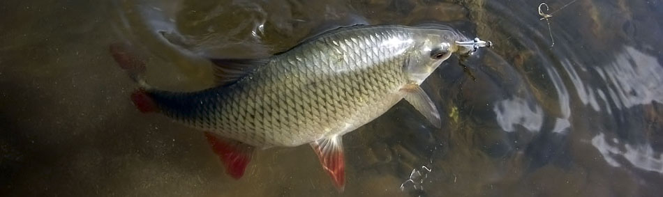 peche a la mouche