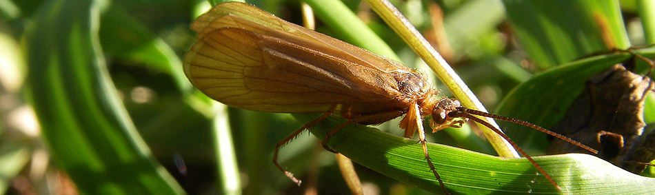 peche a la mouche