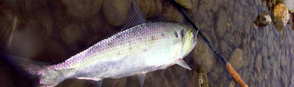 peche a la mouche