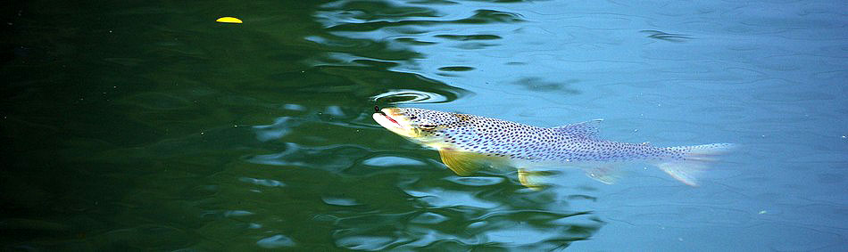 peche a la mouche