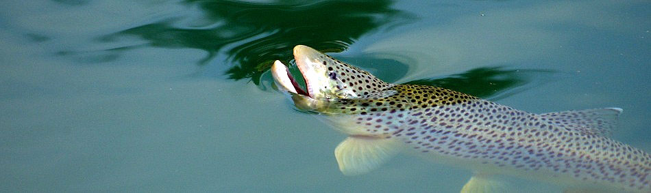 peche a la mouche