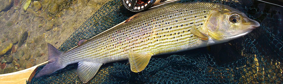 peche a la mouche