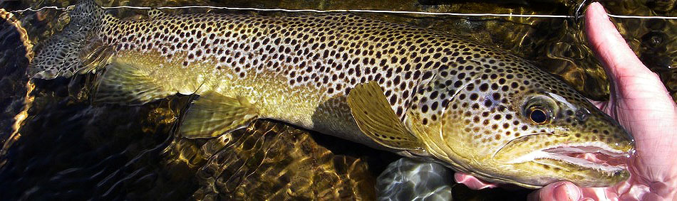 peche a la mouche