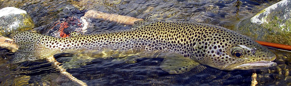 peche a la mouche