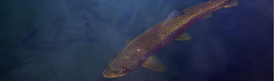 peche a la mouche
