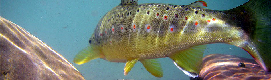 peche a la mouche