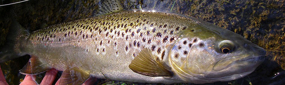 peche a la mouche