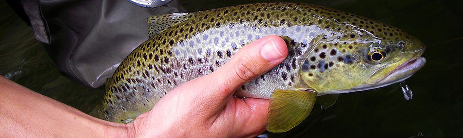 peche a la mouche