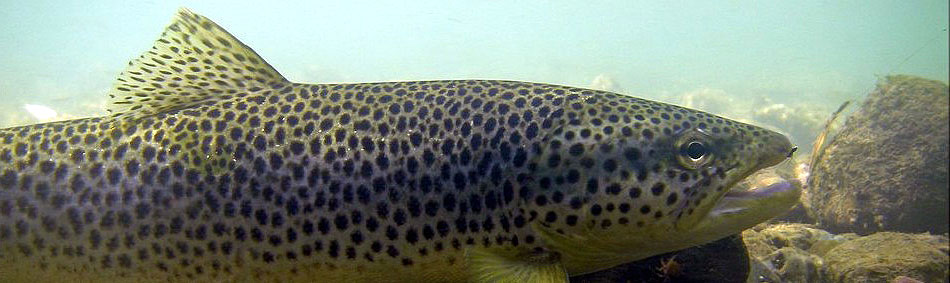 peche a la mouche