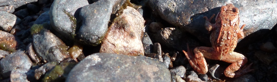 peche a la mouche