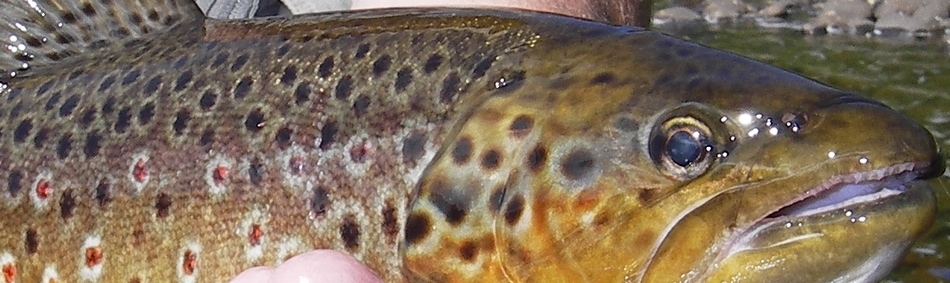 peche a la mouche