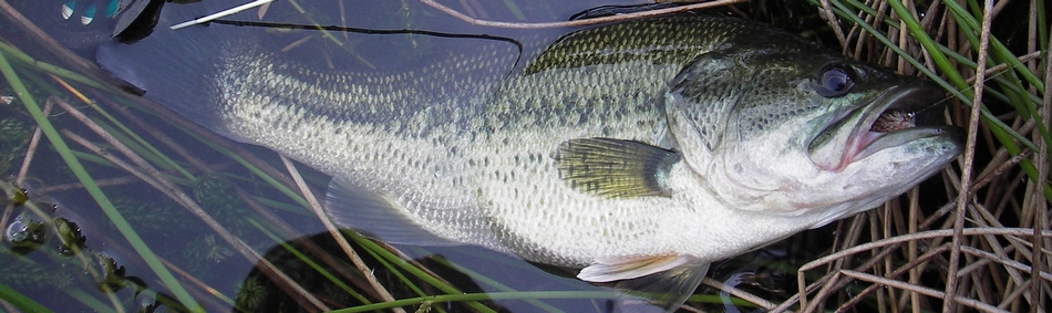 peche a la mouche