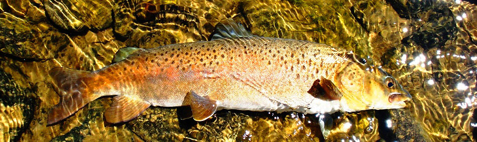 peche a la mouche