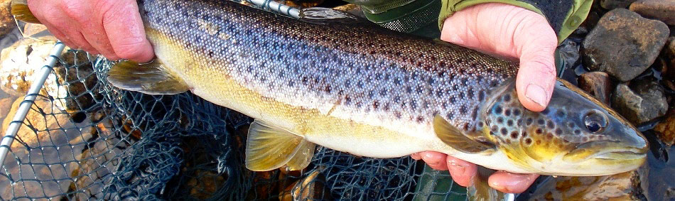 peche a la mouche