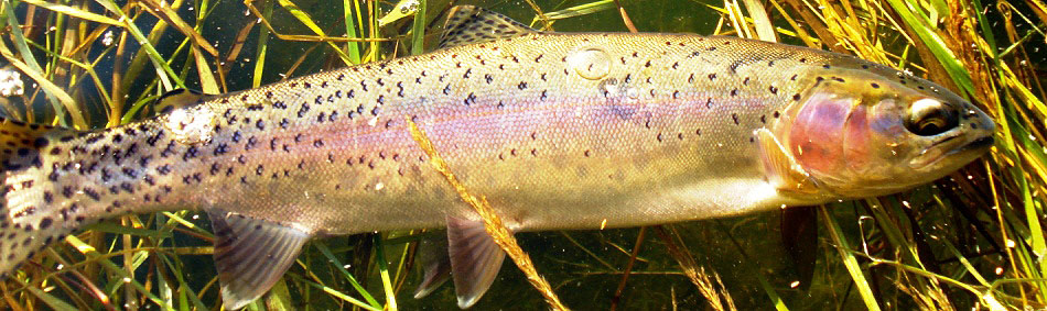peche a la mouche