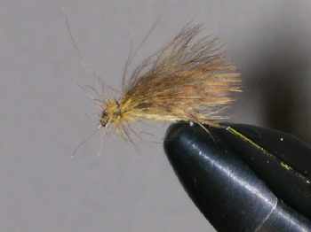 Sedge