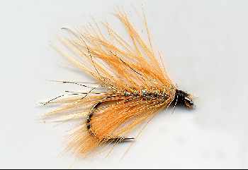 wet orange
