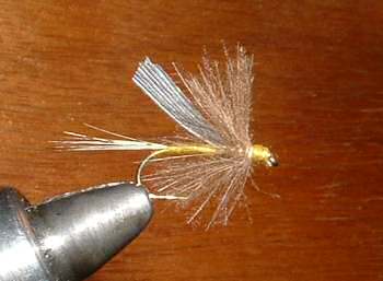 Mouche d'Ornans