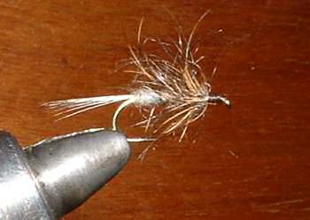 Oreille de li�vre