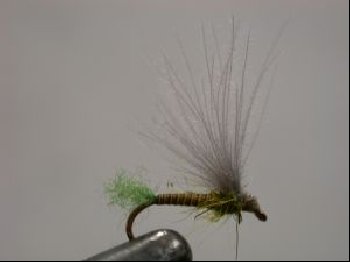 BWO
