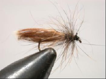 sedge male