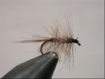 Palmer CDC