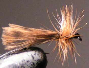 Sedge b�casse