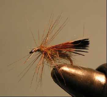 Le petit sedge