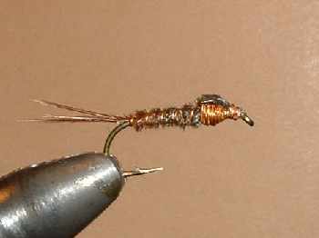 pheasant tail