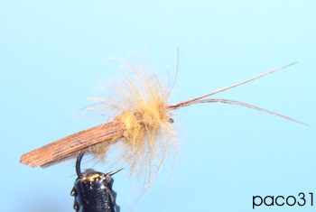 Sedge oreille de lièvre