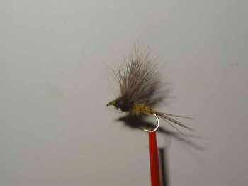 mouche de mai