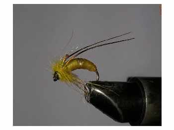 Sedge Pupa fa�on Florian Stephan