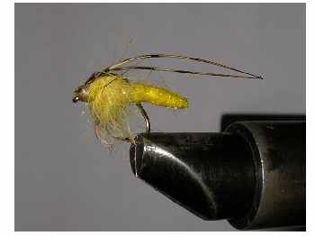 Sedge �mergant fa�on Hugo 58