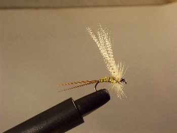 MOUCHE DE MAI