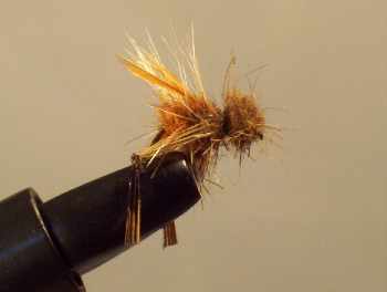 SAUTERELLE ROUSSE BROUILLON