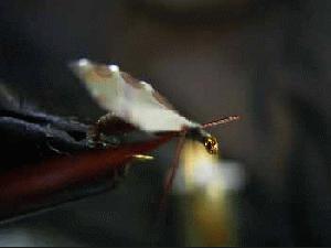 Montage de mouche