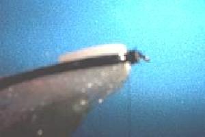 Montage de mouche