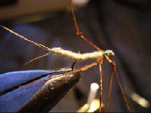 Montage de mouche
