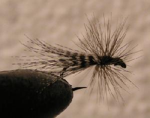 Fiche de montage : Sedge sarcelle
