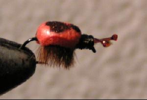 Fiche de montage : Coccinelle