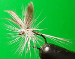 Fiche de montage : Adjudant quill