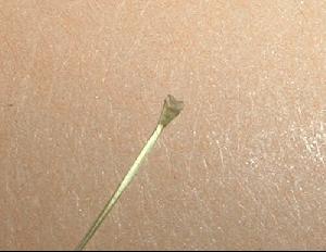 Montage de mouche