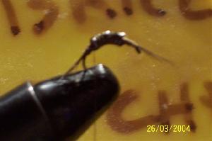 Montage de mouche
