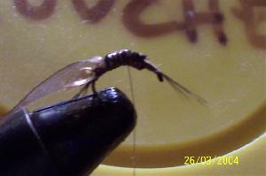 Montage de mouche