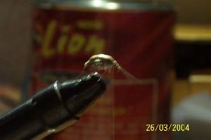 Montage de mouche