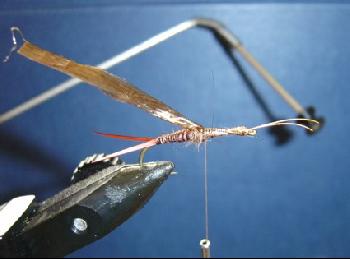 Montage de mouche