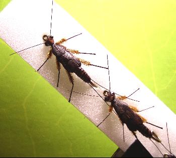 Montage de mouche
