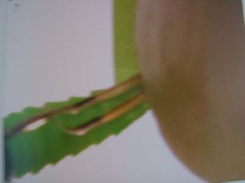 Montage de mouche