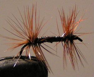 Double-collerette Double-collerette